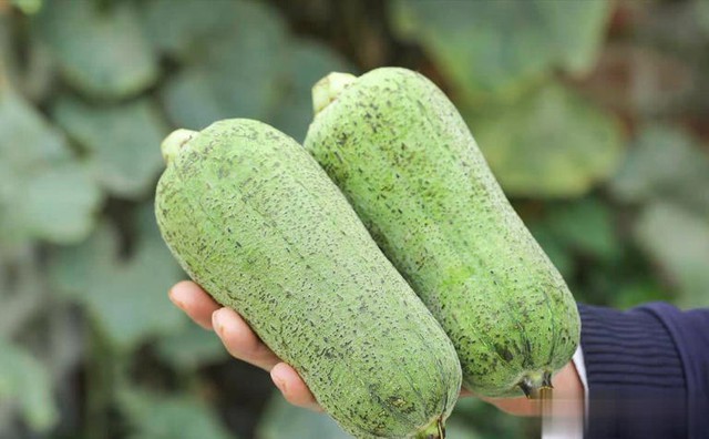 5 loại rau "không bao giờ bị phun thuốc trừ sâu" đang vào mùa, bổ dưỡng như nhân sâm, nhất là cái số 3- Ảnh 1.