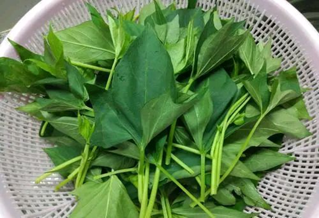 5 loại rau "không bao giờ bị phun thuốc trừ sâu" đang vào mùa, bổ dưỡng như nhân sâm, nhất là cái số 3- Ảnh 4.