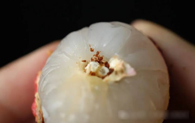 Bóc vỏ quả vải, phần đen trên cuống là gì? Nhiều người nghĩ là "phân sâu", chuyên gia trả lời- Ảnh 1.