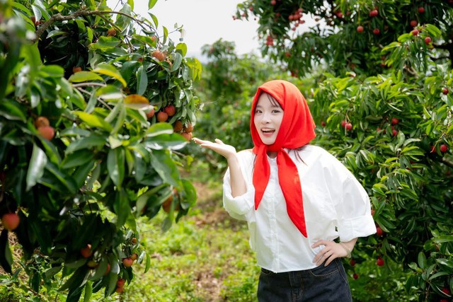 Dàn Content Creator đình đám "đổ bộ" vườn Vải Lục Ngạn, chuyện gì xảy ra?- Ảnh 2.