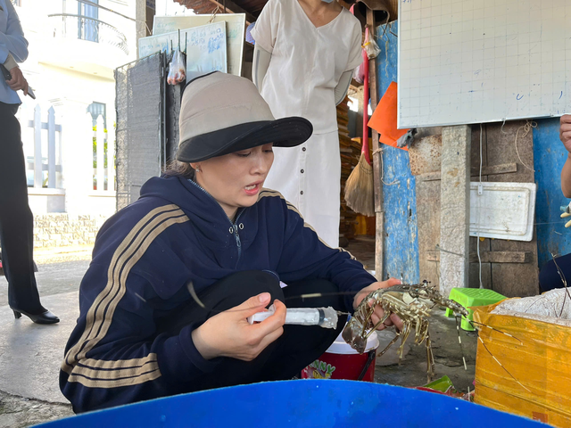 Cận cảnh người phụ nữ trực tiếp bơm thạch rau câu vào tôm hùm đã chết để bán ra thị trường- Ảnh 1.