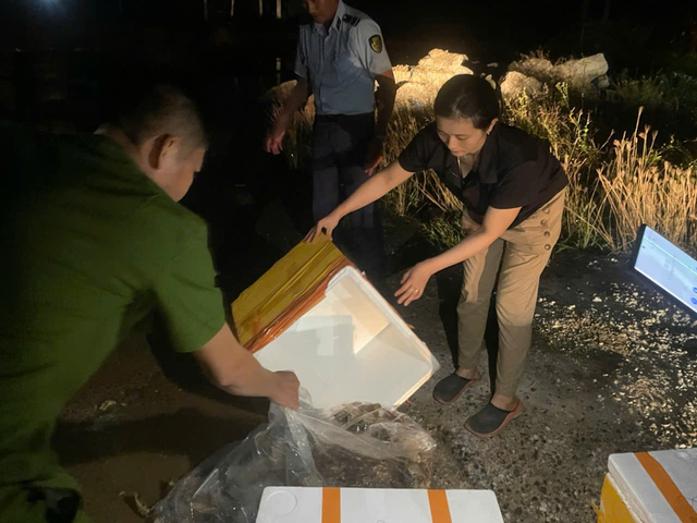 Cận cảnh người phụ nữ trực tiếp bơm thạch rau câu vào tôm hùm đã chết để bán ra thị trường- Ảnh 5.