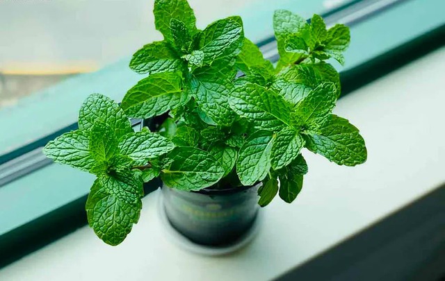 6 loại cây nhỏ xinh nên đặt ở bàn làm việc: Vừa đẹp vừa như “thuốc an thần”, giảm căng thẳng- Ảnh 3.
