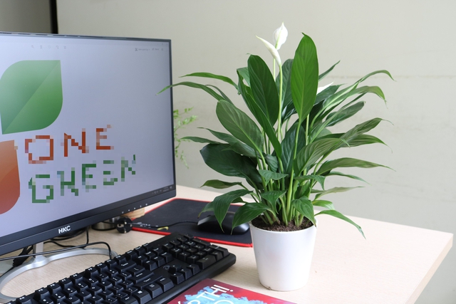 6 loại cây nhỏ xinh nên đặt ở bàn làm việc: Vừa đẹp vừa như “thuốc an thần”, giảm căng thẳng- Ảnh 4.