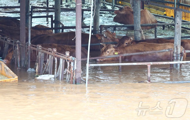 Toàn cảnh mưa lũ lịch sử 200 năm có một nhấn chìm Hàn Quốc: Nhiều nơi bị cô lập, hơn 500 trường học phải đóng cửa, đã xuất hiện thương vong- Ảnh 7.