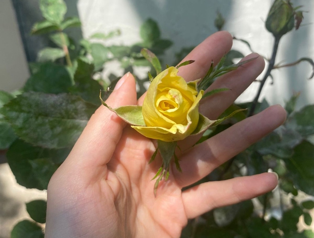Loài hoa người Việt cực thích "trưng cho đẹp", nhưng ít ai ngờ là "thần dược" với sức khỏe và sắc đẹp, chống ung thư- Ảnh 3.