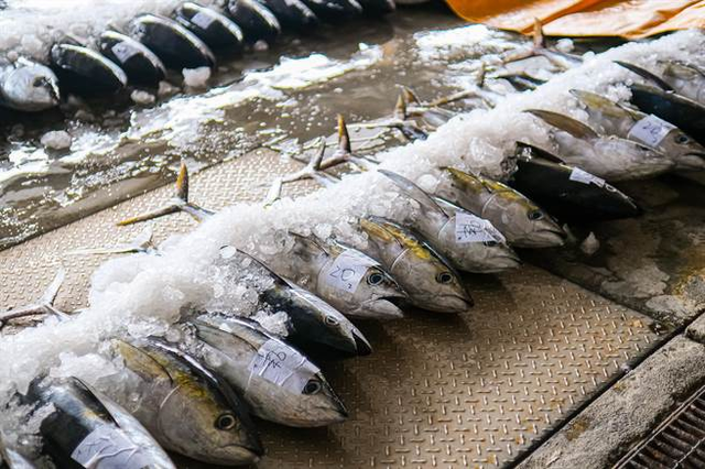 Ra chợ gặp 5 loại cá này thì mua ngay kẻo hết, đều là cá biển tự nhiên, không thể nuôi nhân tạo, ít xương, thịt mềm và dinh dưỡng cao - Ảnh 1.