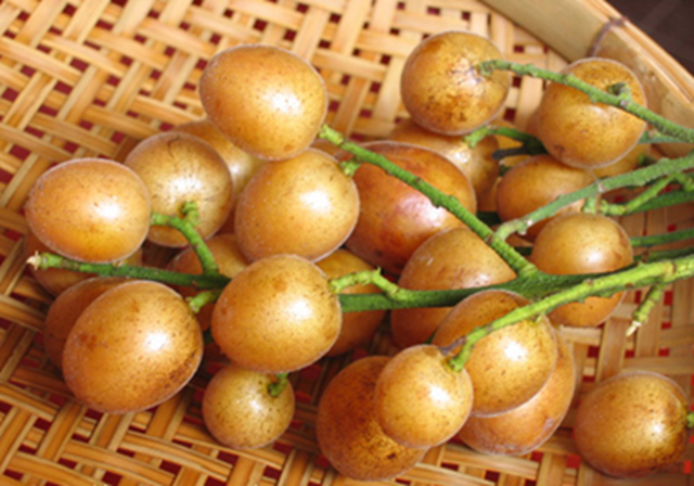 Loại quả dại ở Việt Nam lại là "trái vàng" được săn lùng tại Trung Quốc, từ rễ đến hạt đều "bổ như sâm"- Ảnh 2.