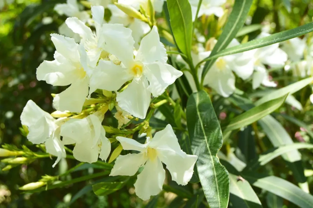 4 loại cây cảnh nhà nào dại lắm mới dám trồng khi có con nhỏ- Ảnh 3.