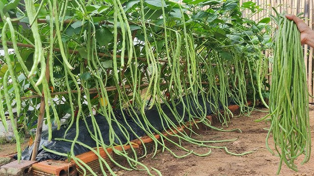 Việt Nam có loại quả dài cả mét, vừa bổ xương, giàu đạm, chống ung thư lại giá rẻ ngỡ ngàng- Ảnh 1.