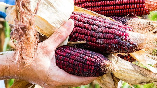 5 thực phẩm màu tím là “vua chống oxy hóa”, giảm cân, phòng ung thư nhưng nhiều người không biết- Ảnh 1.