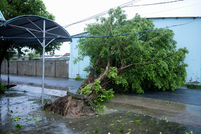 Bão số 10 Bualoi quần thảo đất liền: Nhiều nhà tốc mái; cột điện, cây cối đổ rạp ngổn ngang- Ảnh 4.