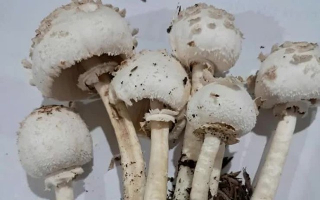 Bộ Y tế: Khẩn trương điều tra vụ nghi ngộ độc thực phẩm do ăn nấm lạ tại Tây Ninh- Ảnh 1.