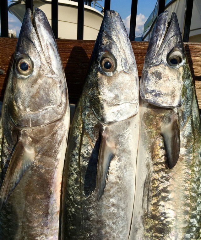 5 loại c&aacute; t&iacute;ch tụ thủy ng&acirc;n nhiều bậc nhất- Ảnh 2.