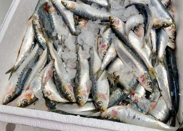 Chuy&ecirc;n gia Mỹ tiết lộ loại c&aacute; tốt nhất thế giới, HƠN C&Aacute; HỒI nhưng gi&aacute; cực rẻ: Việt Nam rất sẵn!- Ảnh 1.