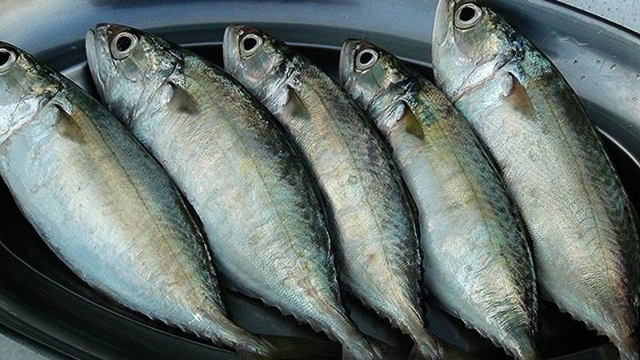 4 loại c&aacute; &acirc;m thầm nu&ocirc;i tr&iacute; n&atilde;o: Chợ Việt b&aacute;n đầy nhưng chỉ d&acirc;n s&agrave;nh mới biết để mua - Ảnh 3.