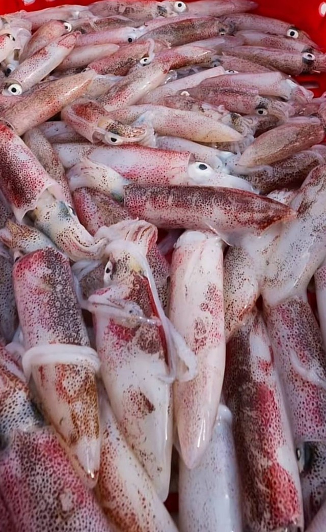 Việt Nam c&oacute; l&agrave;ng ch&agrave;i b&aacute;n loại mực chết l&agrave; mất gi&aacute;, nửa triệu đồng một kg m&agrave; người d&acirc;n vẫn v&ocirc; tư ăn với m&igrave; t&ocirc;m - Ảnh 3.