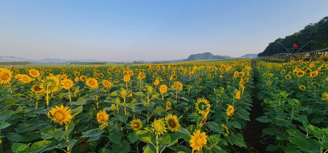 Chỉ c&ograve;n 6 ng&agrave;y nữa, c&aacute;nh đồng hoa rộng 70 h&eacute;c ta lớn nhất Việt Nam sẽ mở cửa miễn ph&iacute; cho tất cả người d&acirc;n - Ảnh 5.