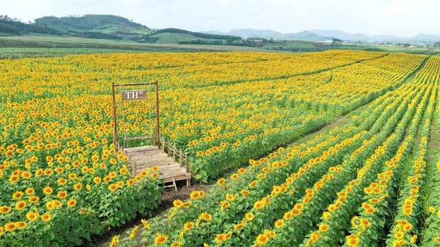 Chỉ c&ograve;n 6 ng&agrave;y nữa, c&aacute;nh đồng hoa rộng 70 h&eacute;c ta lớn nhất Việt Nam sẽ mở cửa miễn ph&iacute; cho tất cả người d&acirc;n - Ảnh 14.