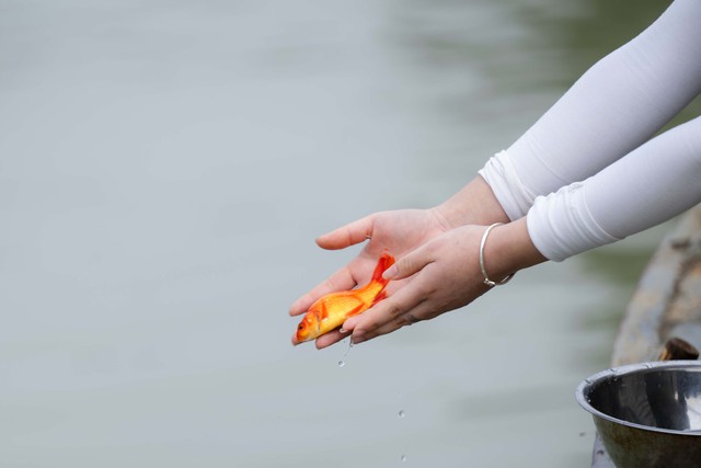 Mía chằng kín xe máy, cá chép đỏ rực bến sông: TP.HCM - Hà Nội rộn ràng tiễn ông Công ông Táo ngày 23 tháng Chạp- Ảnh 17.