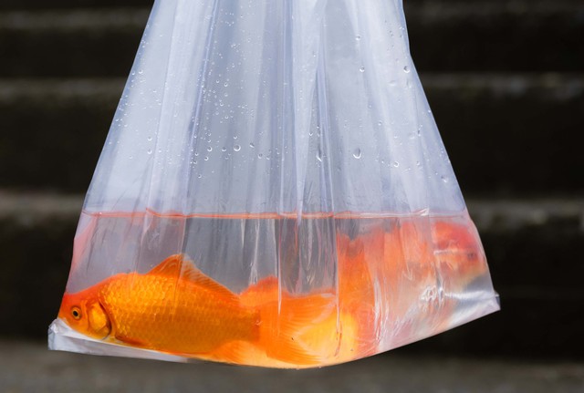 Mía chằng kín xe máy, cá chép đỏ rực bến sông: TP.HCM - Hà Nội rộn ràng tiễn ông Công ông Táo ngày 23 tháng Chạp- Ảnh 20.