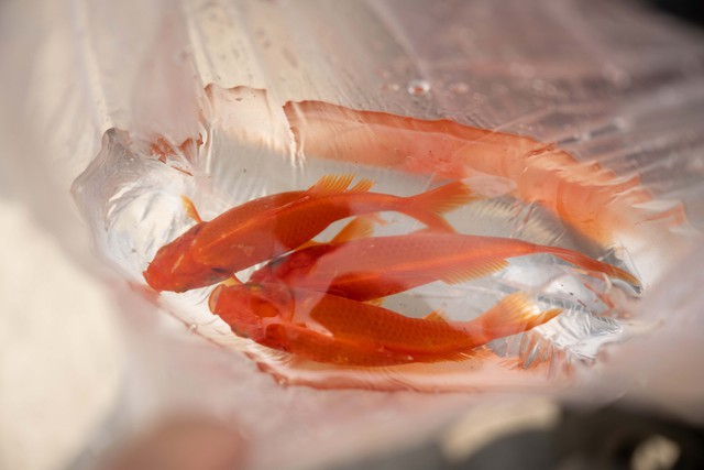 Mía chằng kín xe máy, cá chép đỏ rực bến sông: TP.HCM - Hà Nội rộn ràng tiễn ông Công ông Táo ngày 23 tháng Chạp- Ảnh 14.