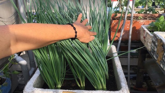 Thứ rau chợ Việt b&aacute;n v&agrave;i ngh&igrave;n cả nắm, nấu m&oacute;n g&igrave; cũng thơm nhưng l&agrave; "khắc tinh" của nhiều loại ung thư, "qu&eacute;t đường" trong m&aacute;u- Ảnh 2.