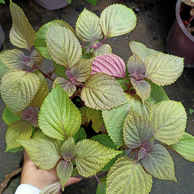 Lời khuy&ecirc;n đến những gia đ&igrave;nh đang trồng c&acirc;y t&iacute;a t&ocirc; - Ảnh 4.