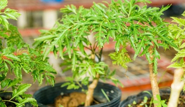 Loại l&aacute; cực quen thuộc ở Việt Nam, biết c&aacute;ch d&ugrave;ng bổ chẳng k&eacute;m nh&acirc;n s&acirc;m hay tổ yến - Ảnh 1.