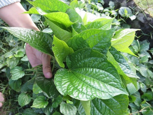 Lời khuy&ecirc;n đến những gia đ&igrave;nh đang trồng c&acirc;y l&aacute; lốt- Ảnh 4.