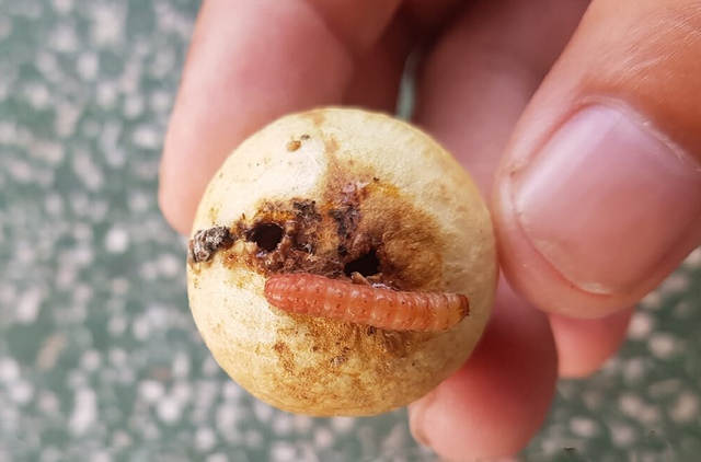 6 loại tr&aacute;i c&acirc;y chứa nhiều k&yacute; sinh tr&ugrave;ng nhất m&ugrave;a h&egrave;, ăn kh&ocirc;ng cẩn thận dễ nuốt cả "ổ bệnh" - Ảnh 3.