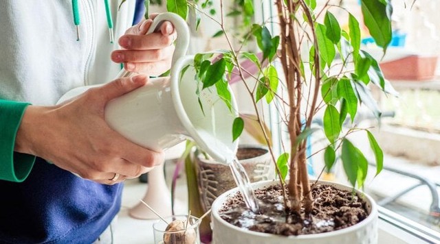 6 loại c&acirc;y cực tốt khi trồng trong nh&agrave;: Thanh lọc kh&ocirc;ng kh&iacute;, đuổi c&ocirc;n tr&ugrave;ng, "t&uacute;i thuốc" chữa b&aacute;ch bệnh - Ảnh 3.