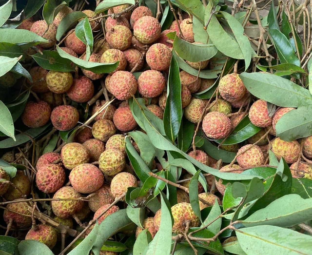 6 loại tr&aacute;i c&acirc;y m&ugrave;a h&egrave; ăn nhiều c&ograve;n nhanh b&eacute;o hơn cơm trắng, chẳng kh&aacute;c n&agrave;o "bom calo" với người giảm c&acirc;n - Ảnh 3.