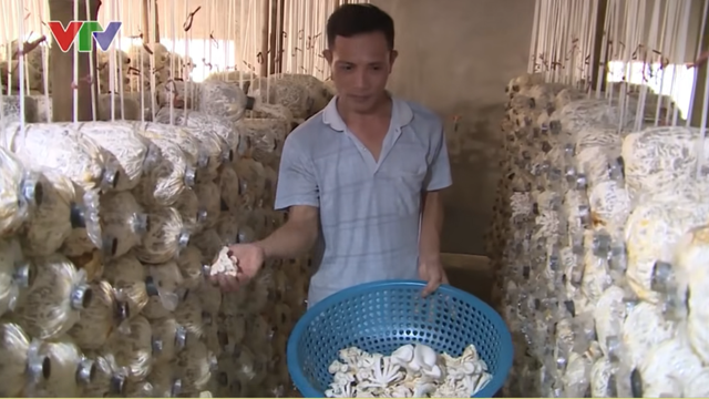"Mỏ vàng" dưới tán rừng, anh nông dân ở Phú Thọ tạo địa chấn cho ngành nông nghiệp: Mỗi năm thu gần tỷ đồng - Ảnh 1.