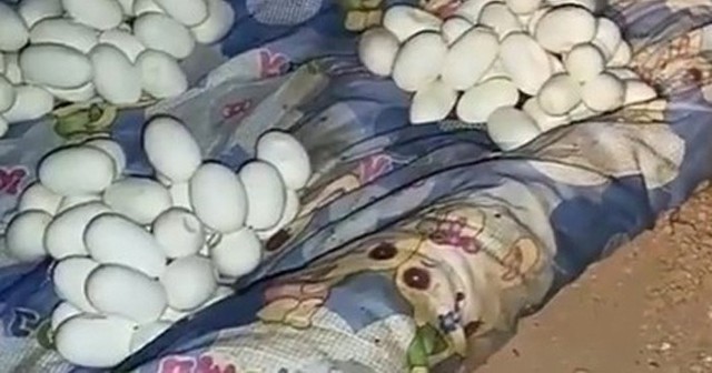 Trở về nhà sau 6 tháng đi làm, chứng kiến cảnh tượng kinh hoàng ngay khi mở cửa - Ảnh 1.