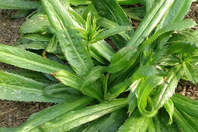 Lời khuyên đến tất cả các gia đình đang trồng cây mùi tàu
- Ảnh 1.
