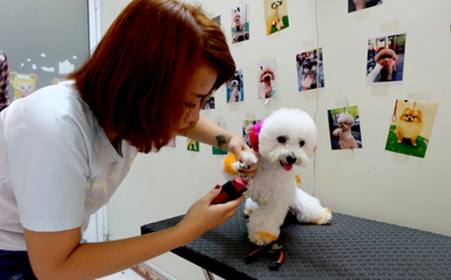 Cận cảnh dịch vụ làm đẹp độc đáo cho cún cưng có giá 400.000 đồng ở Sài Gòn