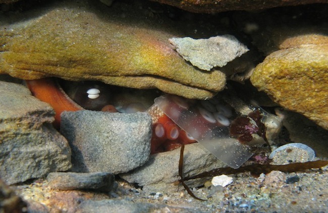 7 lý do biến bạch tuộc thành sinh vật thông minh nhất dưới biển, hơn cả cá heo - Ảnh 1.