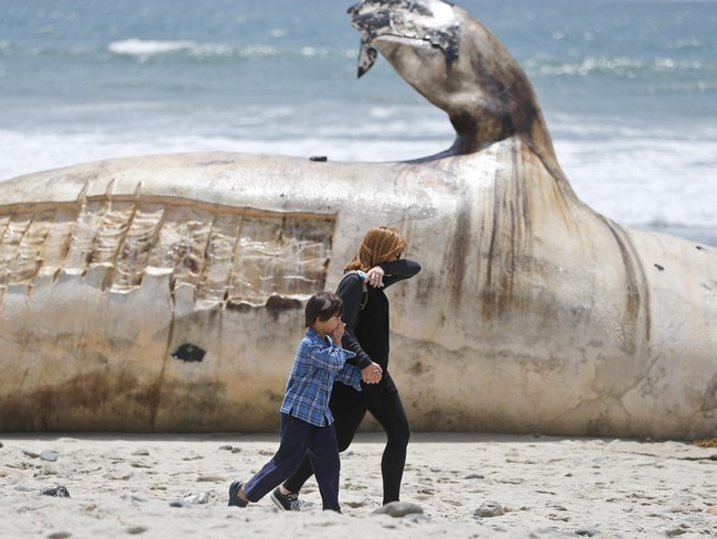 Mỹ: Bất chấp mùi hôi thối, người dân nô nức kéo đến chụp ảnh với xác cá voi 30 tấn dạt bờ - Ảnh 4.