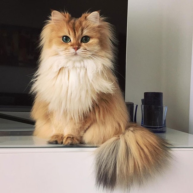 Gặp gỡ nàng mèo xinh đẹp ăn ảnh nhất trên Instagram - Ảnh 3.