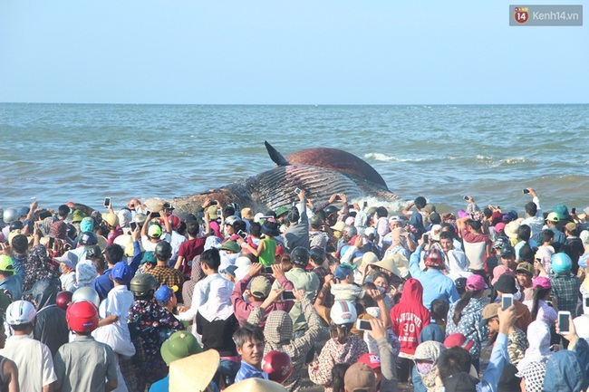 Hàng nghìn người hợp sức đưa thi thể cá voi hơn 7 tấn vào bờ - Ảnh 1.