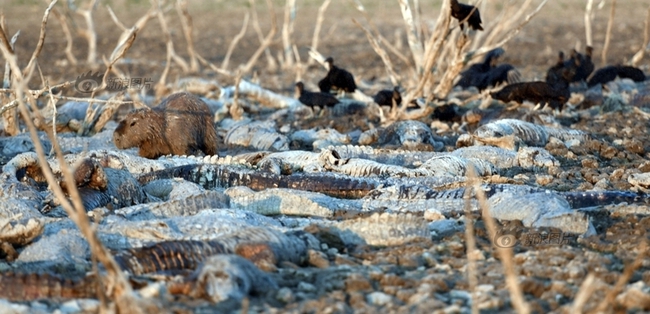 Hạn hán nghiêm trọng, hàng trăm con cá sấu chết khô trong đầm lầy cạn nước - Ảnh 3.
