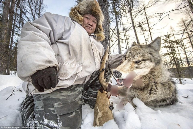 Theo chân những người thợ săn ở Siberia đi lột da chó sói - Ảnh 1.