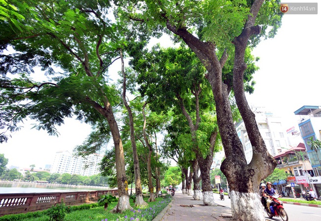 Chùm ảnh: Ngắm hàng cây cổ thụ xanh ngút mắt ở phố Kim Mã trước ngày di dời - Ảnh 1.