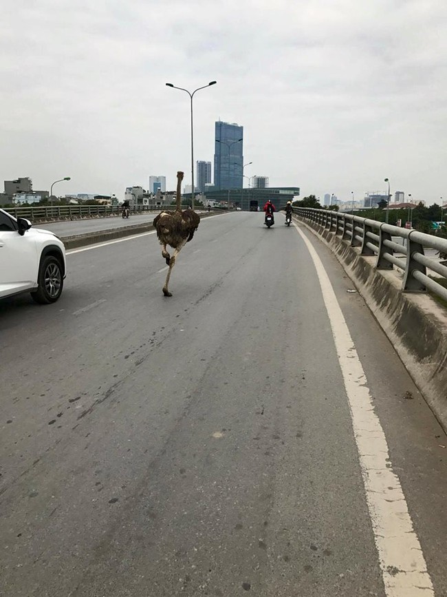 Soái ca đà điểu: Mình thích thì mình chạy 70km xuống Hà Nội chơi thôi - Ảnh 2.