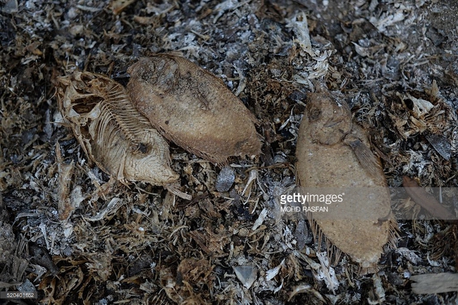 Ch&ugrave;m ảnh: To&agrave;n ch&acirc;u &Aacute; vật v&atilde; đối ph&oacute; với nắng n&oacute;ng khủng khiếp - Ảnh 10.