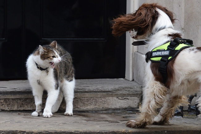 Con mèo ở dinh Thủ tướng Anh tiếp tục nhiệm kỳ mới sau khi ông Cameron rời đi - Ảnh 14.