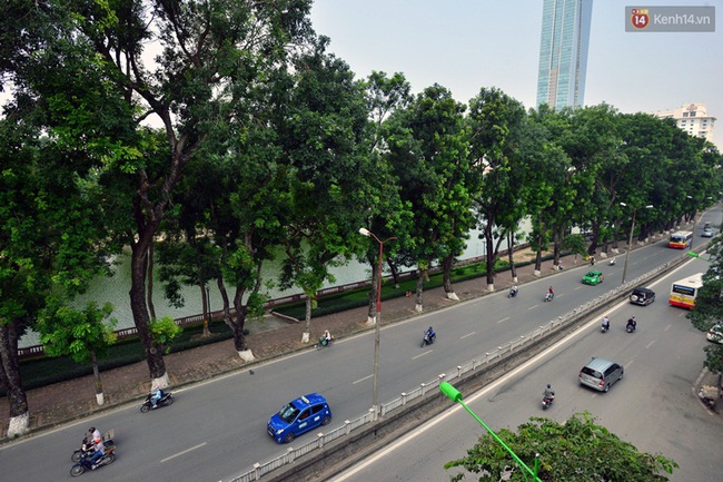 Chùm ảnh: Ngắm hàng cây cổ thụ xanh ngút mắt ở phố Kim Mã trước ngày di dời - Ảnh 10.