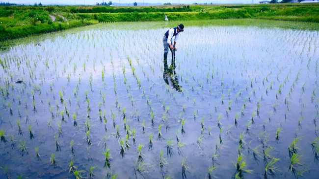 Anh n&ocirc;ng d&acirc;n bảnh bao nhất quả đất: L&uacute;c n&agrave;o cũng mặc suit đi l&agrave;m đồng! - Ảnh 4.