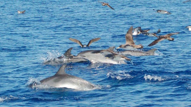 Điểm danh những tội phạm cực độc &aacute;c trong thế giới động vật - Ảnh 7.